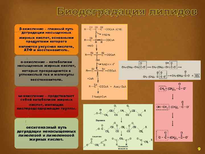 Биодеградация липидов β-окисление – главный путь деградации насыщенных жирных кислот, основными продуктами которого являются