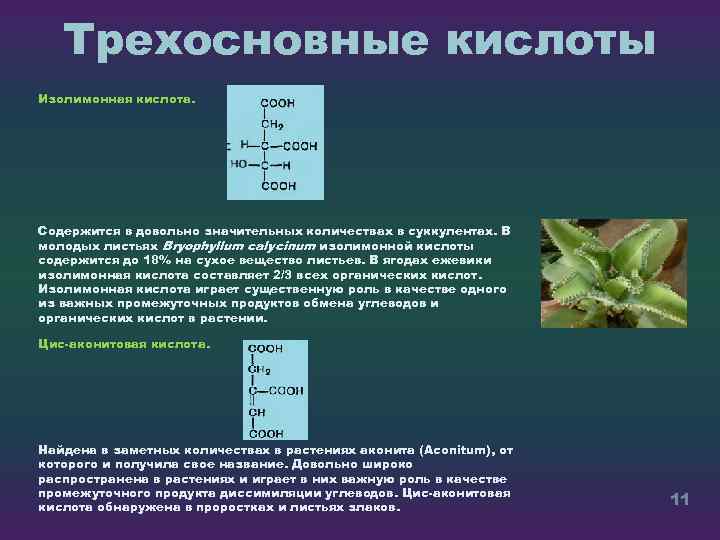 Трехосновные кислоты Изолимонная кислота. Содержится в довольно значительных количествах в суккулентах. В молодых листьях