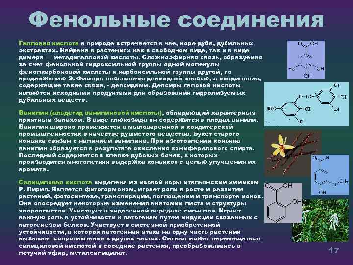 Фенольные соединения Галловая кислота в природе встречается в чае, коре дуба, дубильных экстрактах. Найдена