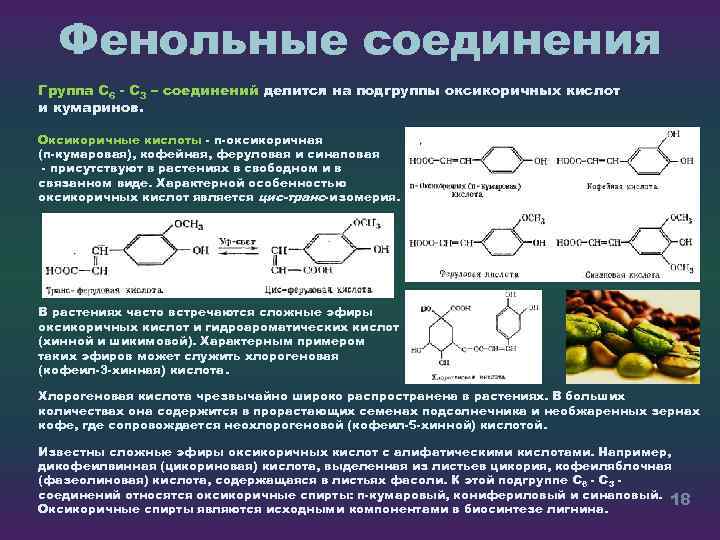 Фенольные соединения Группа С 6 С 3 – соединений делится на подгруппы оксикоричных кислот