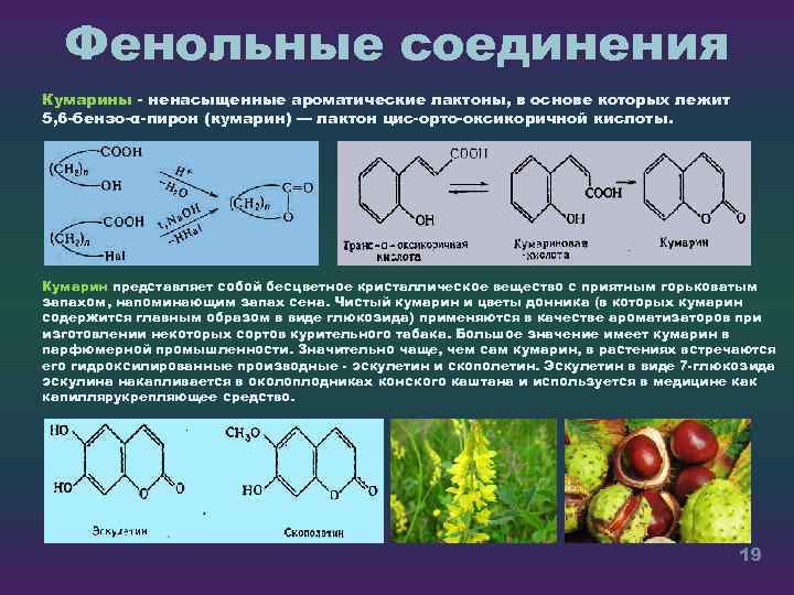 Фенольные соединения Кумарины ненасыщенные ароматические лактоны, в основе которых лежит 5, 6 бензо α