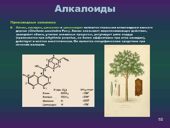 Алкалоиды Производные хинолина Хинин, хинидин, цинхонин и цинхонидин являются главными алкалоидами хинного дерева (Cinchona