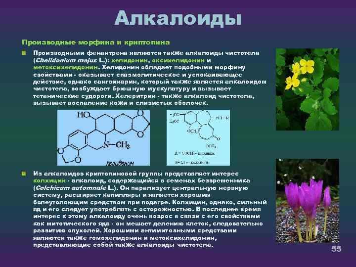 Алкалоиды Производные морфина и криптопина Производными фенантрена являются также алкалоиды чистотела (Chelidonium majus L.