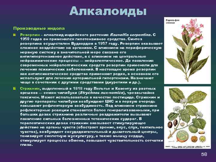 Алкалоиды Производные индола Резерпин – алкалоид индийского растения Rauvolfia serpentina. С 1950 годов он