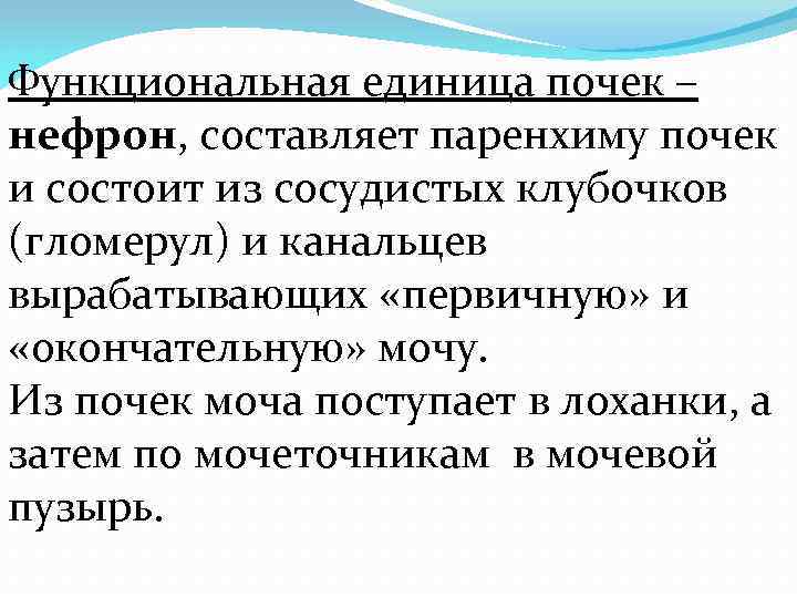 Функциональная единица почек – нефрон, составляет паренхиму почек и состоит из сосудистых клубочков (гломерул)