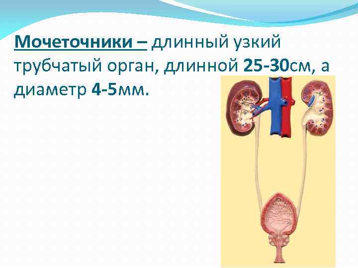 Мочеточники – длинный узкий трубчатый орган, длинной 25 -30 см, а диаметр 4 -5