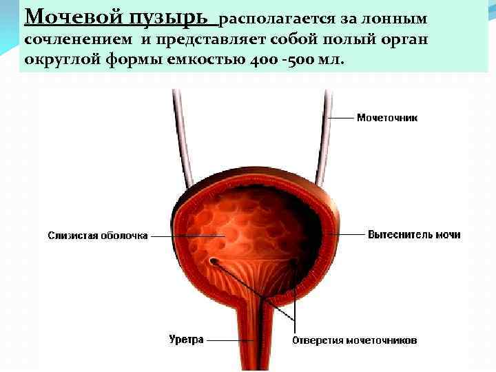 Мочевой пузырь у мужчины расположение фото