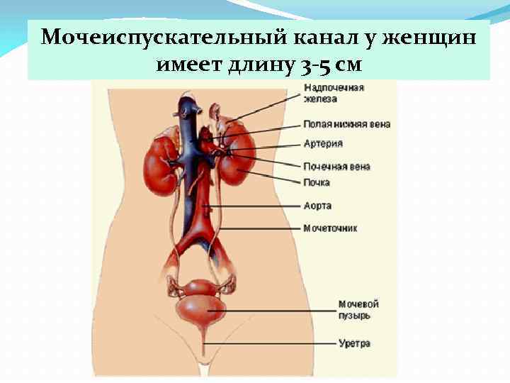 Мочеиспускательный канал у женщин имеет длину 3 -5 см Мочеиспускательный канал – у женщин