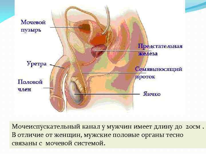 Мочеиспускательный канал у мужчин имеет длину до 20 см. В отличие от женщин, мужские