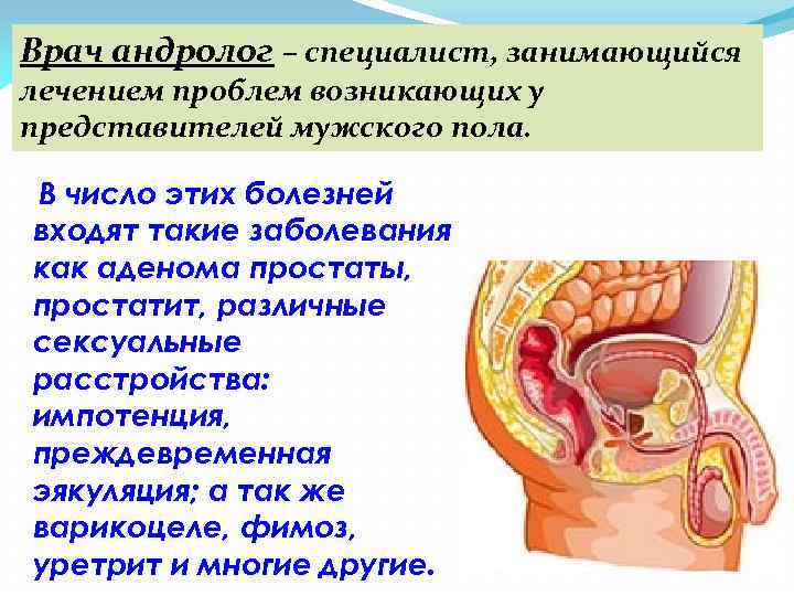 Врач андролог – специалист, занимающийся лечением проблем возникающих у представителей мужского пола. В число