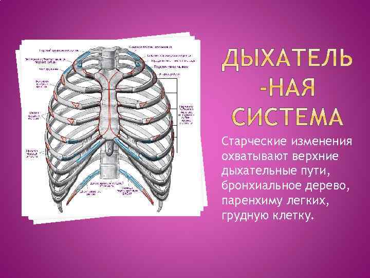 Старческий латынь. Старческие изменения грудной клетки. Старческие изменения органов дыхания. Бронхиальное дерево на латинском. Старческие изменения органов дыхания тест.