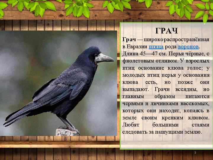 ГРАЧ Грач — широко распространённая в Евразии птица рода во ронов. Длина 45— 47
