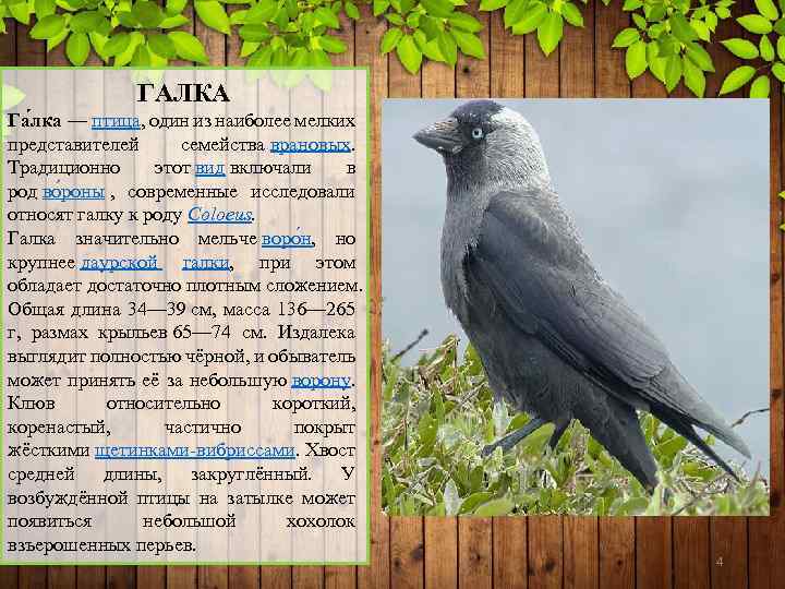 ГАЛКА Га лка — птица, один из наиболее мелких представителей семейства врановых. Традиционно этот