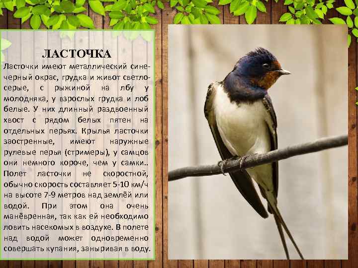 ЛАСТОЧКА Ласточки имеют металлический синечерный окрас, грудка и живот светлосерые, с рыжиной на лбу