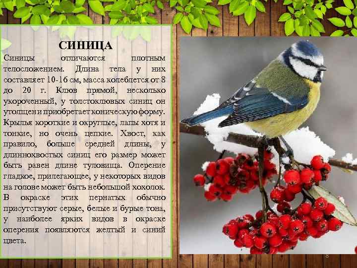 СИНИЦА Синицы отличаются плотным телосложением. Длина тела у них составляет 10 -16 см, масса