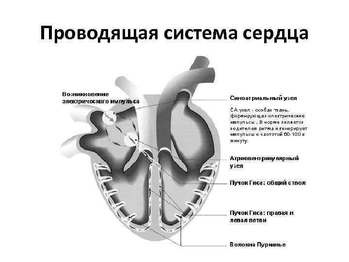 Проводящая система сердца 