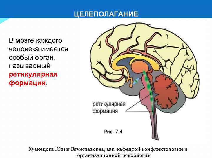 Мозг каждого. Зоны мозга ретикулярная формация. Ретикулярная формация Курпатов. Ретикулярная формация головного мозга Курпатов. Мозг ретикулярная формация Доминанты.