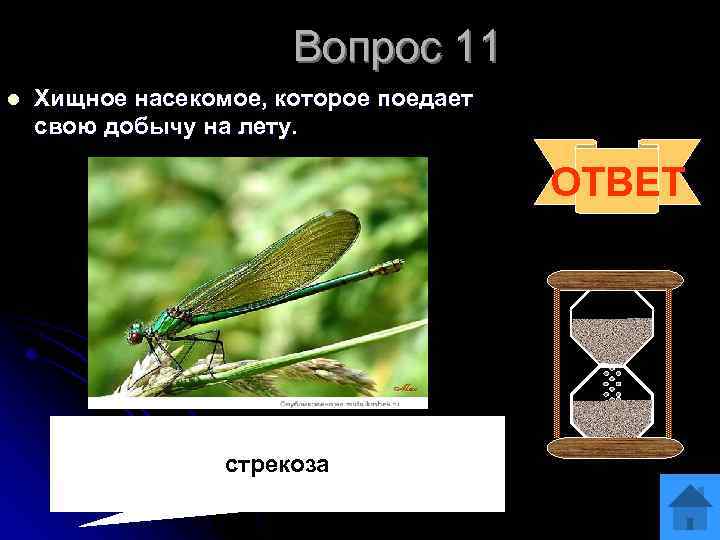 Вопрос 11 l Хищное насекомое, которое поедает свою добычу на лету. ОТВЕТ стрекоза 