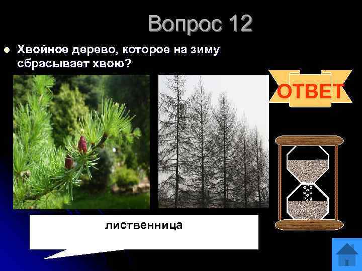 Вопрос 12 l Хвойное дерево, которое на зиму сбрасывает хвою? ОТВЕТ лиственница 