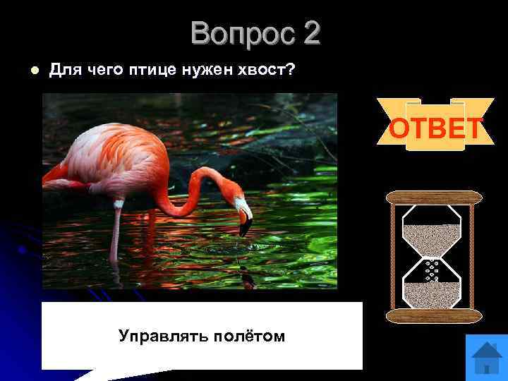 Вопрос 2 l Для чего птице нужен хвост? ОТВЕТ Управлять полётом 