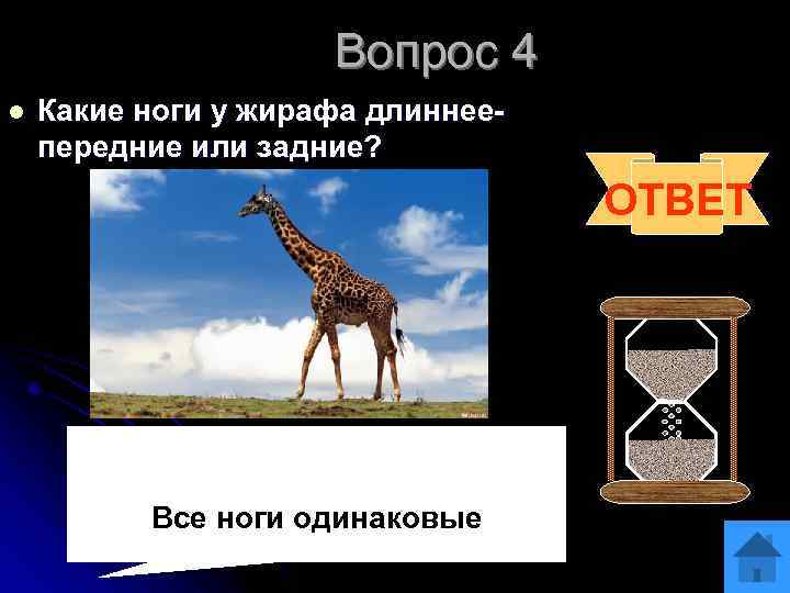 Вопрос 4 l Какие ноги у жирафа длиннеепередние или задние? ОТВЕТ Все ноги одинаковые