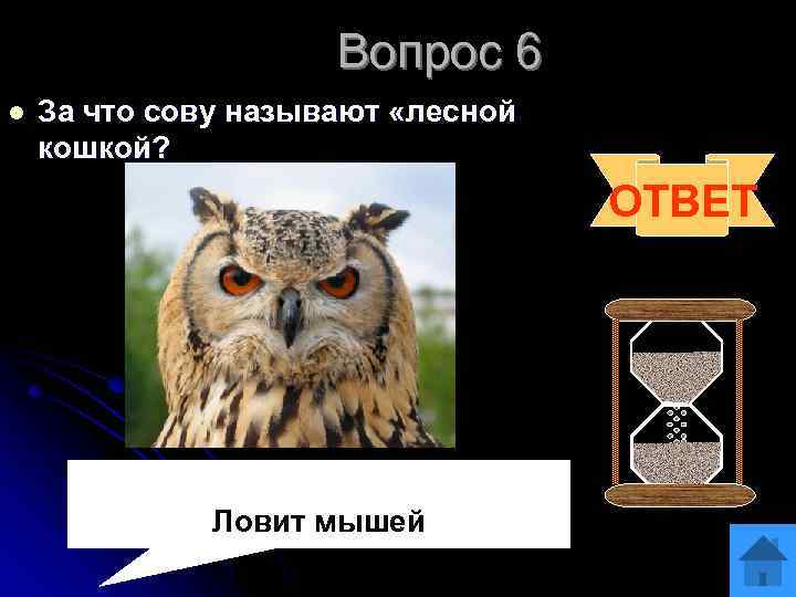 Вопрос 6 l За что сову называют «лесной кошкой? ОТВЕТ Ловит мышей 