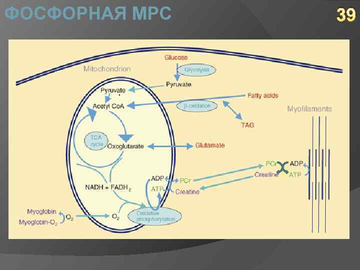 ФОСФОРНАЯ МРС 39 