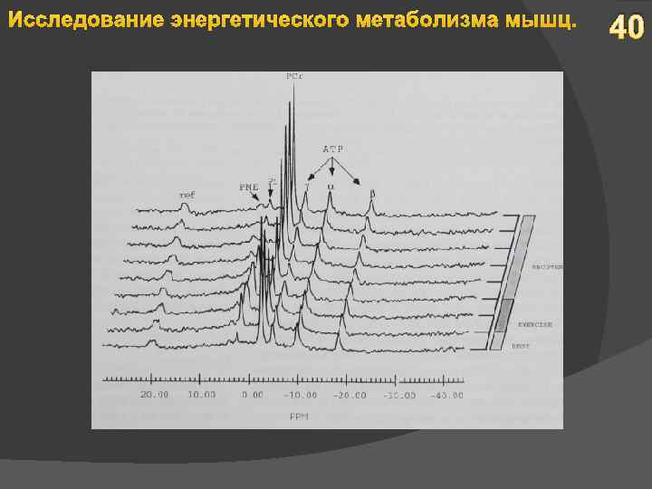 Исследование энергетического метаболизма мышц. 40 