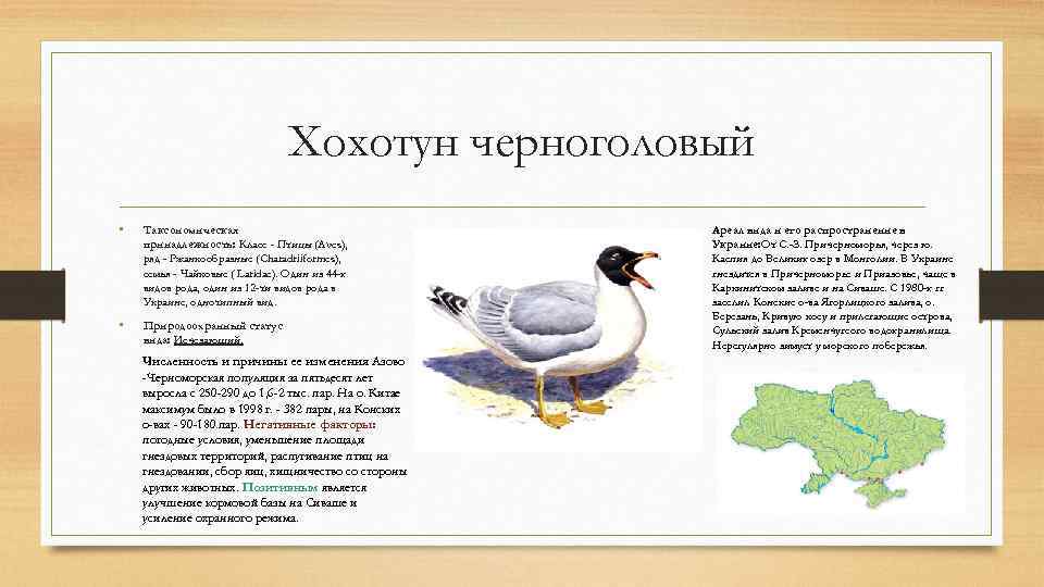 Хохотун черноголовый • Таксономическая принадлежность: Класс - Птицы (Aves), ряд - Ржанкообразные (Charadriiformes), семья