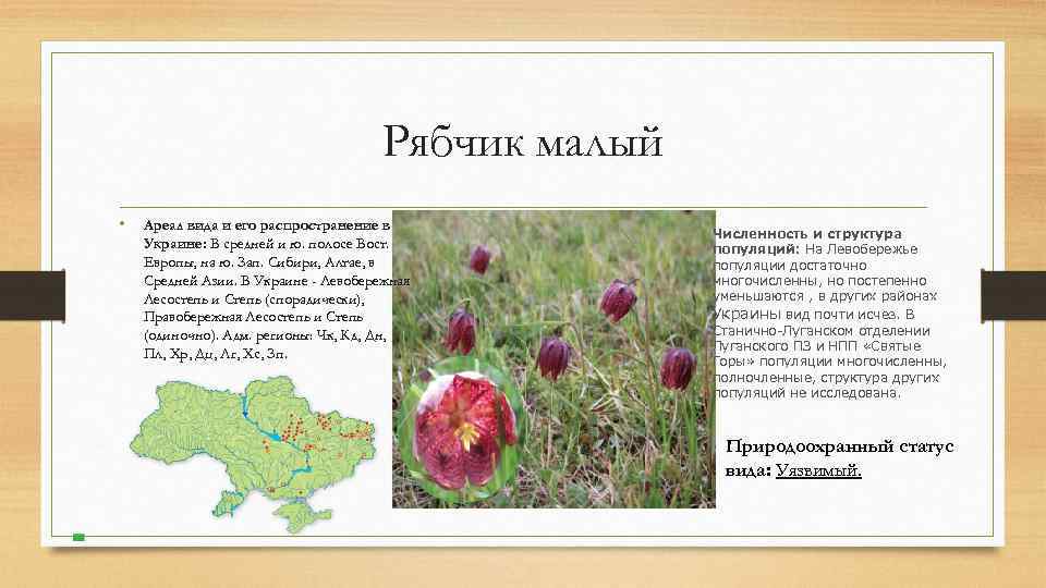 Рябчик малый • Ареал вида и его распространение в Украине: В средней и ю.