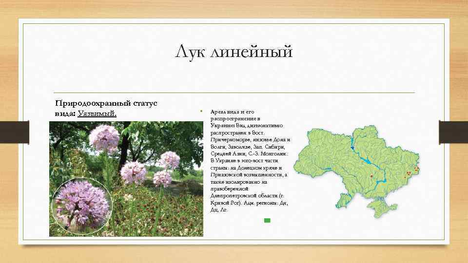 Лук линейный Природоохранный статус вида: Уязвимый. • Ареал вида и его распространение в Украине: