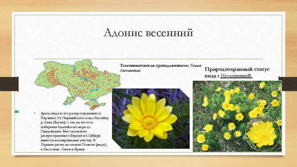 Адонис весенний Таксономическая принадлежность: Семья Лютиковые • Ареал вида и его распространение в Украине: