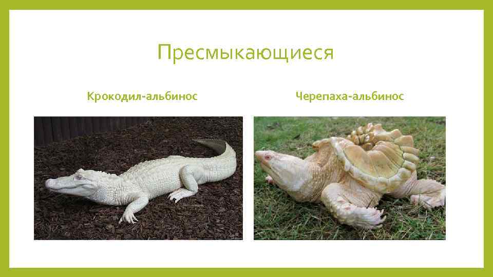 Пресмыкающиеся Крокодил-альбинос Черепаха-альбинос 