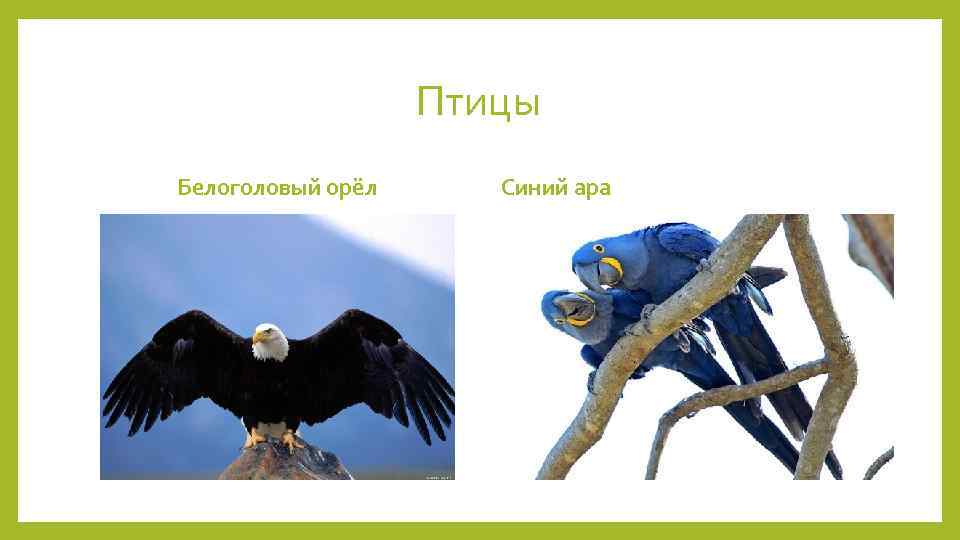 Птицы Белоголовый орёл Синий ара 