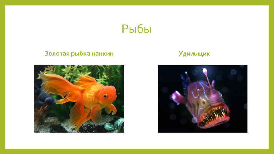 Рыбы Золотая рыбка нанкин Удильщик 