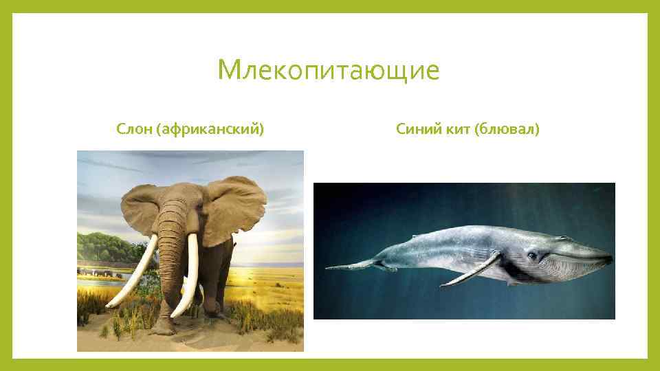 Млекопитающие Слон (африканский) Синий кит (блювал) 