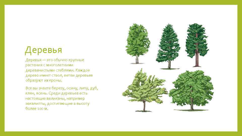 Деревья — это обычно крупные растения с многолетними деревенистыми стеблями. Каждое дерево имеет ствол,