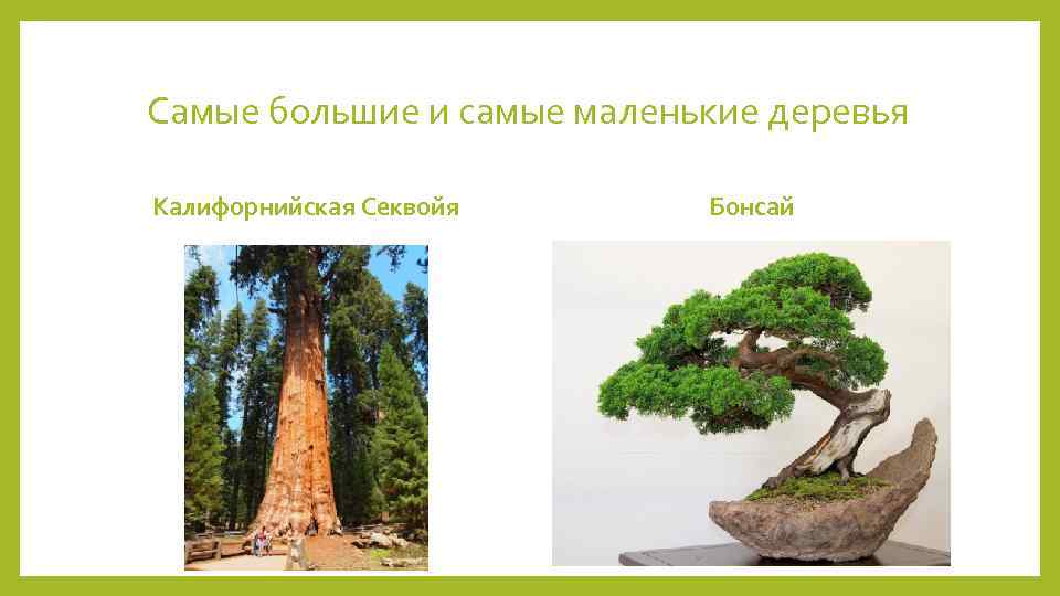 Самые большие и самые маленькие деревья Калифорнийская Секвойя Бонсай 