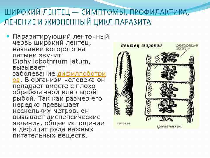 ШИРОКИЙ ЛЕНТЕЦ — СИМПТОМЫ, ПРОФИЛАКТИКА, ЛЕЧЕНИЕ И ЖИЗНЕННЫЙ ЦИКЛ ПАРАЗИТА Паразитирующий ленточный червь широкий