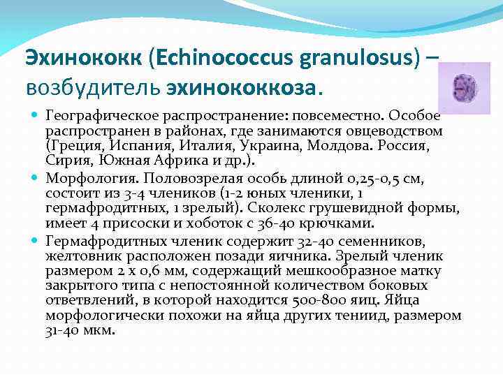 Эхинококк (Echinococcus granulosus) – возбудитель эхинококкоза. Географическое распространение: повсеместно. Особое распространен в районах, где
