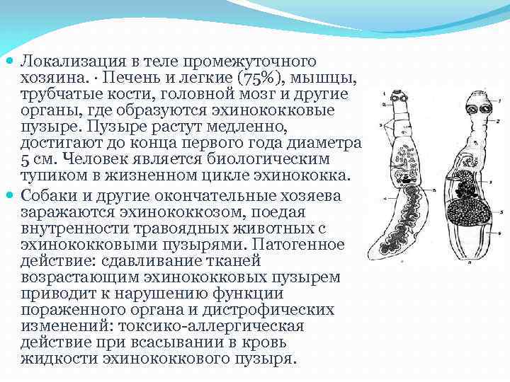  Локализация в теле промежуточного хозяина. · Печень и легкие (75%), мышцы, трубчатые кости,