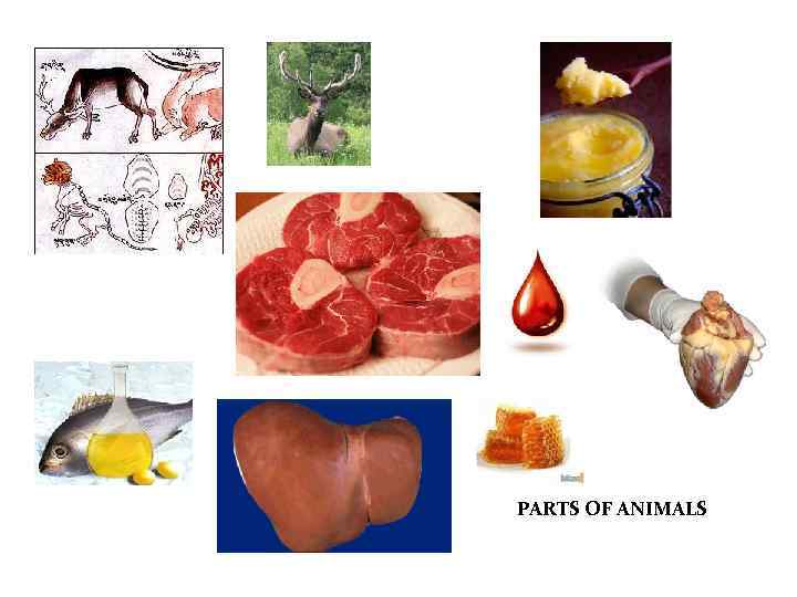 PARTS OF ANIMALS 