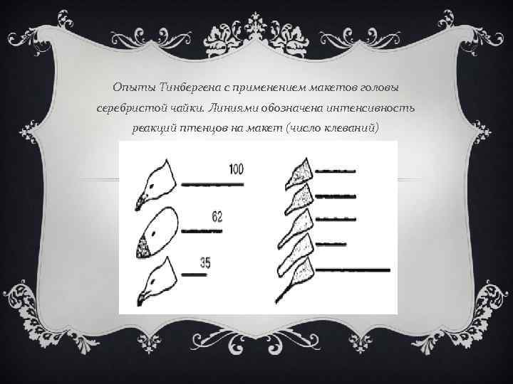 Опыты Тинбергена с применением макетов головы серебристой чайки. Линиями обозначена интенсивность реакций птенцов на