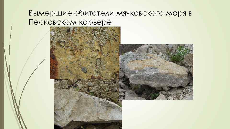 Вымершие обитатели мячковского моря в Песковском карьере 