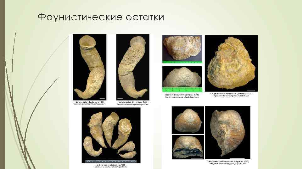 Фаунистические остатки 