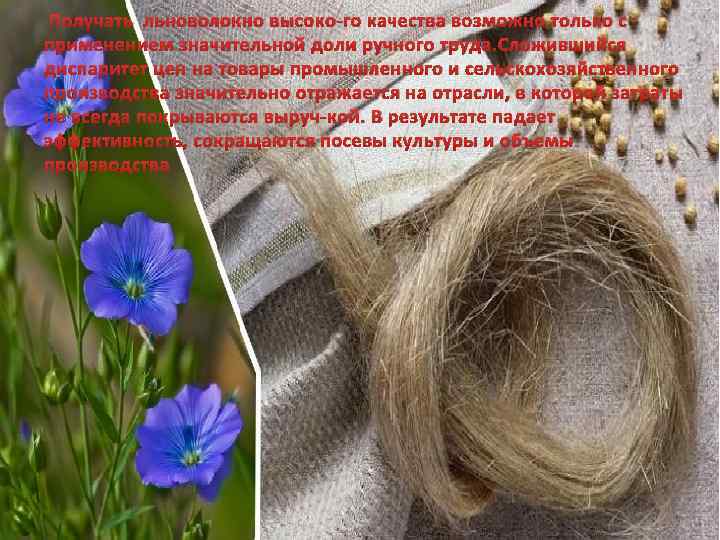 Получать льноволокно высоко го качества возможно только с применением значительной доли ручного труда. Сложившийся