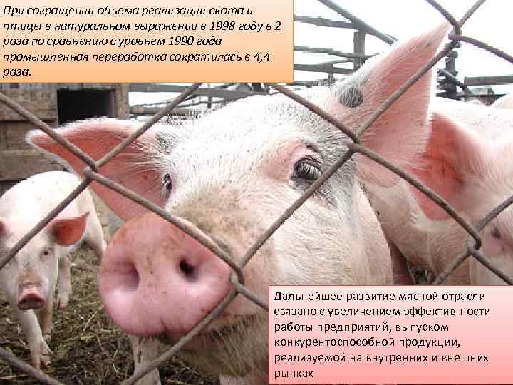 При сокращении объема реализации скота и птицы в натуральном выражении в 1998 году в