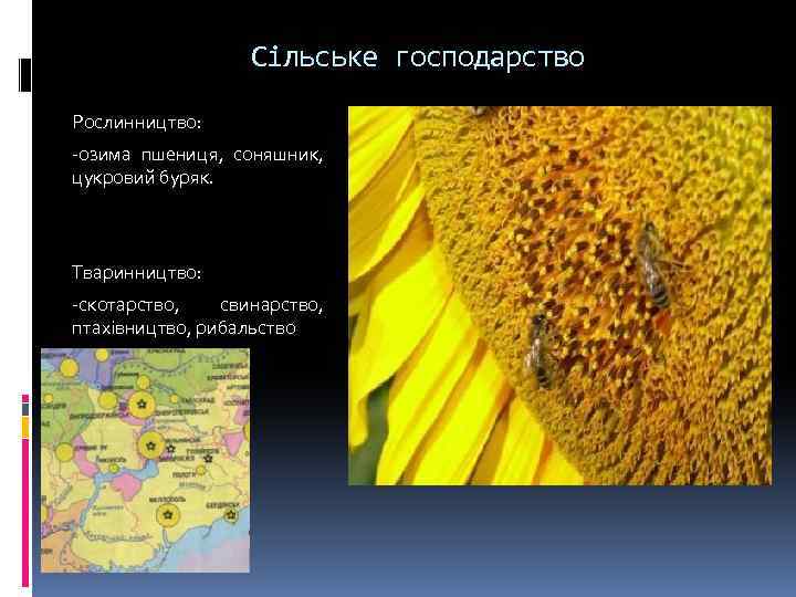 Сільське господарство Рослинництво: -озима пшениця, соняшник, цукровий буряк. Тваринництво: -скотарство, свинарство, птахівництво, рибальство 