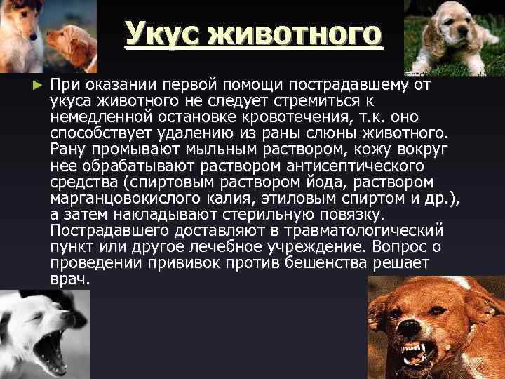 Укус животного ► При оказании первой помощи пострадавшему от укуса животного не следует стремиться
