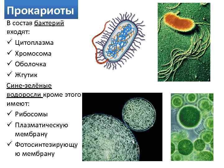 Прокариоты В состав бактерий входят: ü Цитоплазма ü Хромосома ü Оболочка ü Жгутик Сине-зелёные